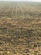 New Corn #Plant 15