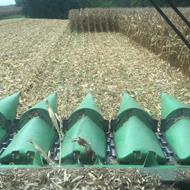 Corn is looking good