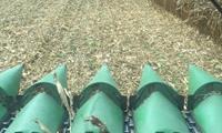 Corn is looking good