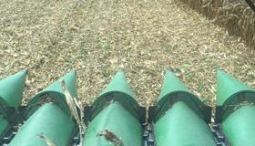 Corn is looking good